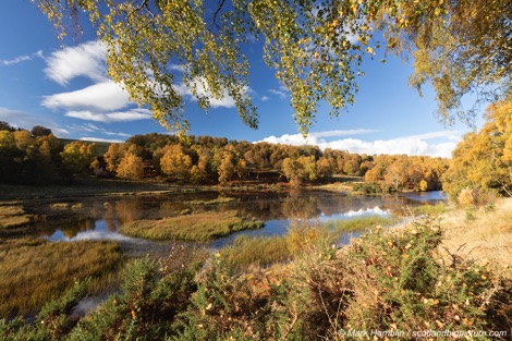 Beaver pond in Inverness-shire
